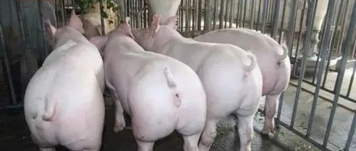 如何养猪视频全集播放，我想听怎么养猪