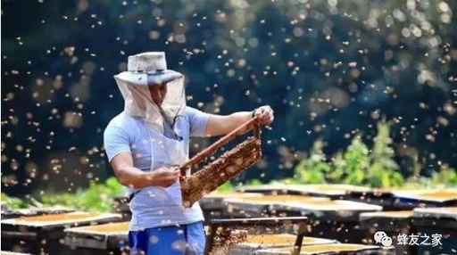 怎样养蜜蜂视频，怎样养好蜜蜂视频