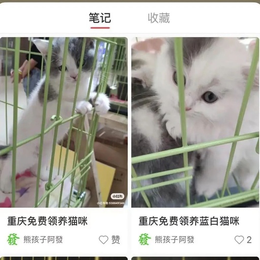 领养猫去哪个网站，领养猫在哪个平台比较好