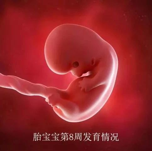 b超哪个数据看胎儿实际大小，b超哪个数据看胎儿偏大偏小