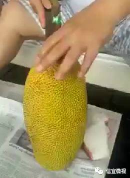 怎么开菠萝蜜的视频，怎么开菠萝蜜的视频教程