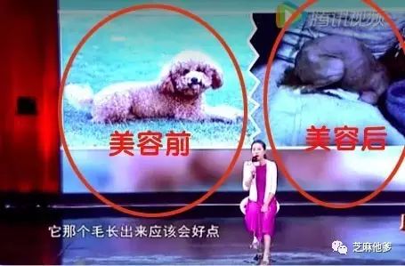 给狗狗美容需要哪些事项？