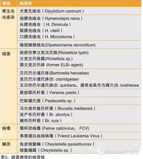 恐龙时代的跳蚤有多大